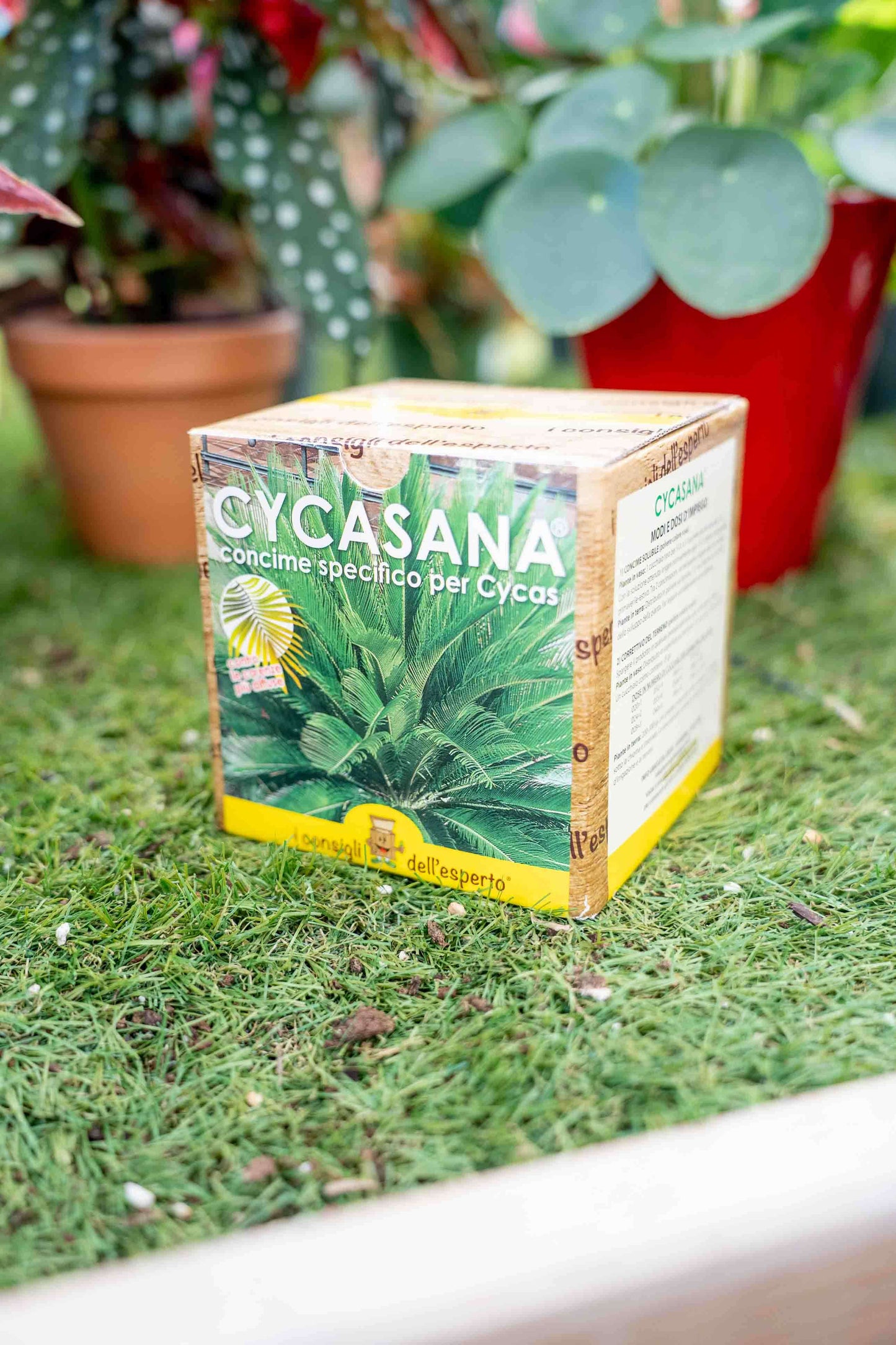 Cycasana - Concime Per Le Cycas
