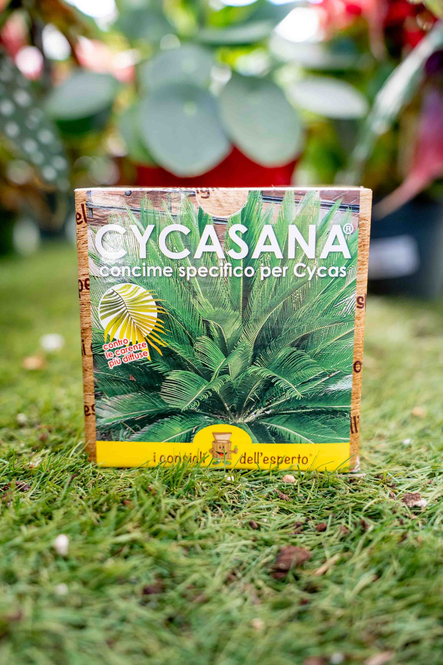 Cycasana - Concime Per Le Cycas