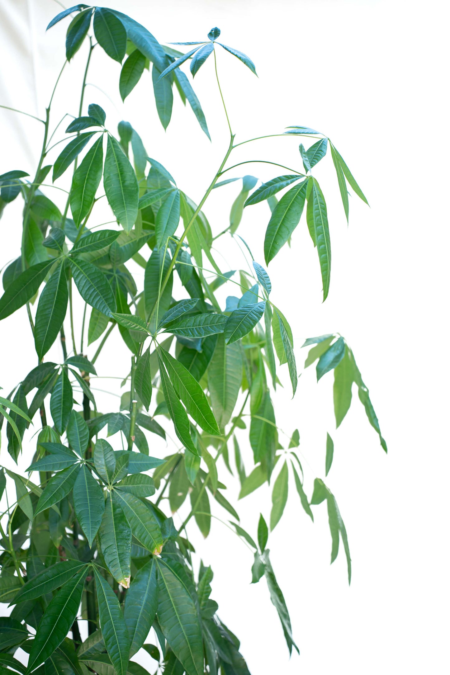 Pachira aquatica - Grande