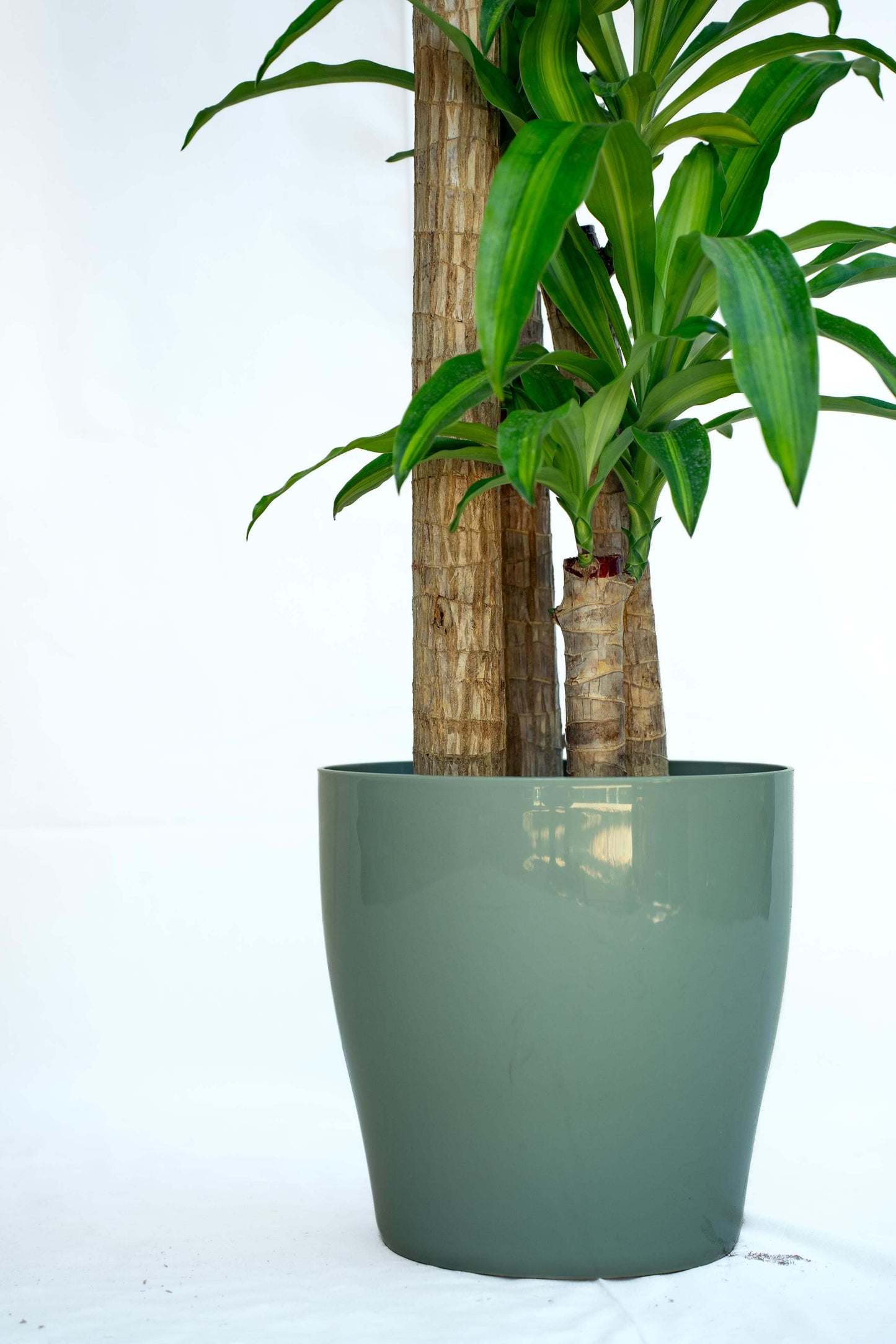 Dracena Grande