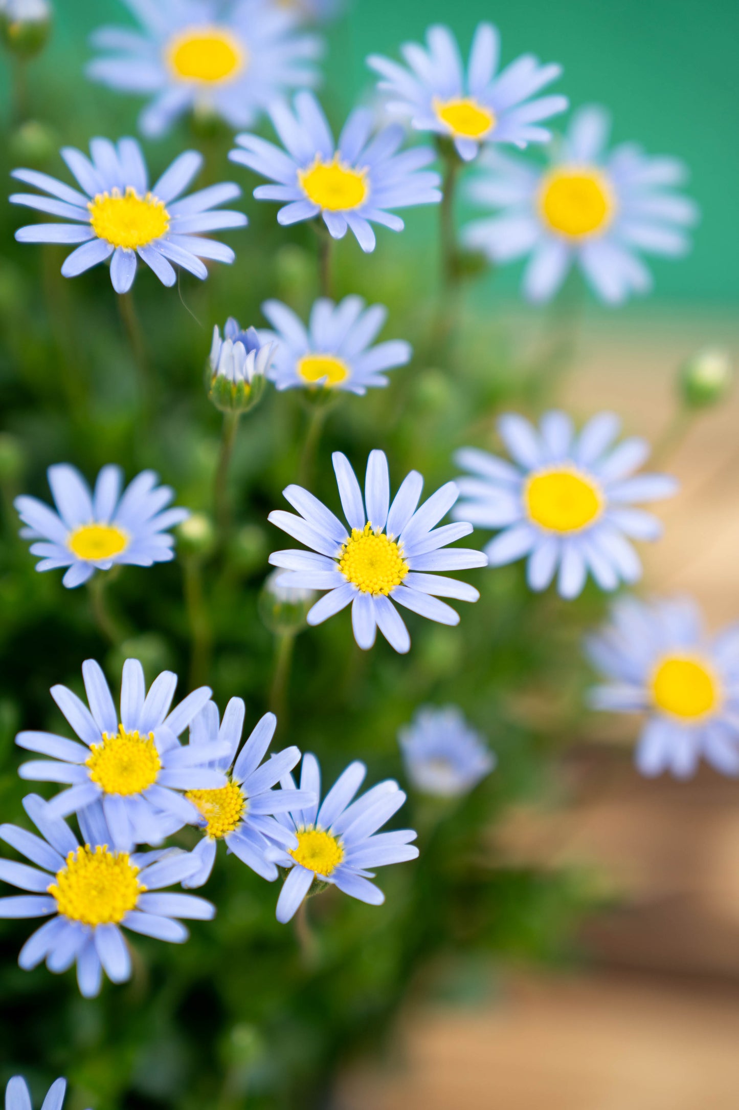 Agathea Vaso ø 14cm