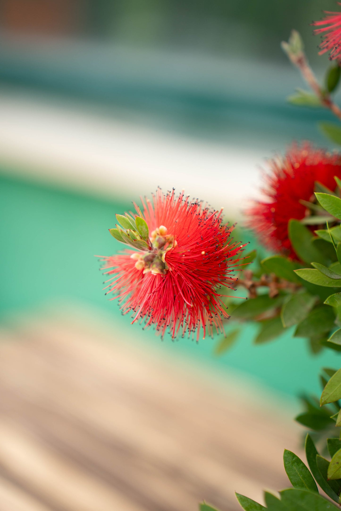 Callistemon