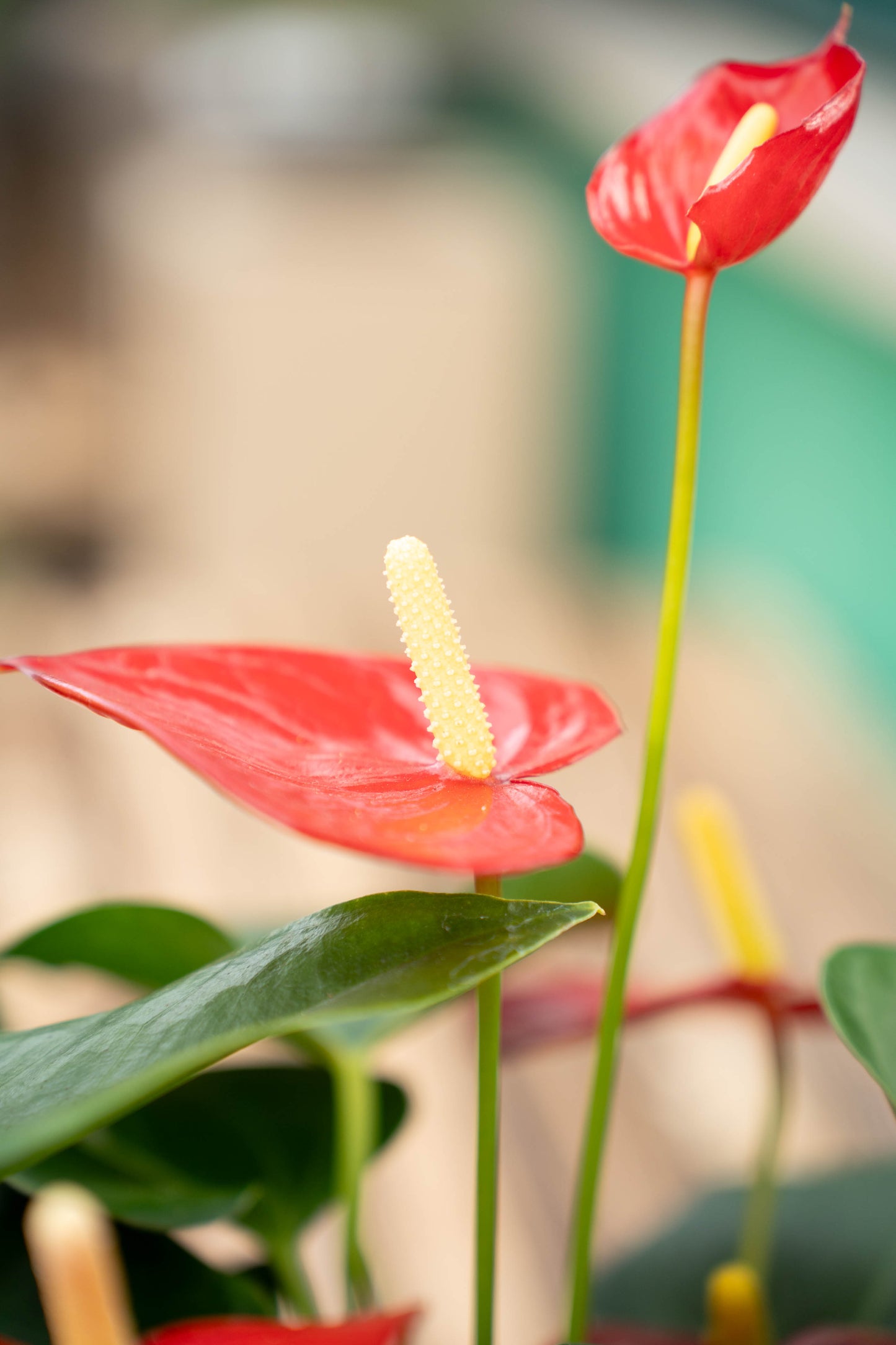 Anthurium andreanum - Vaso ø 17 cm