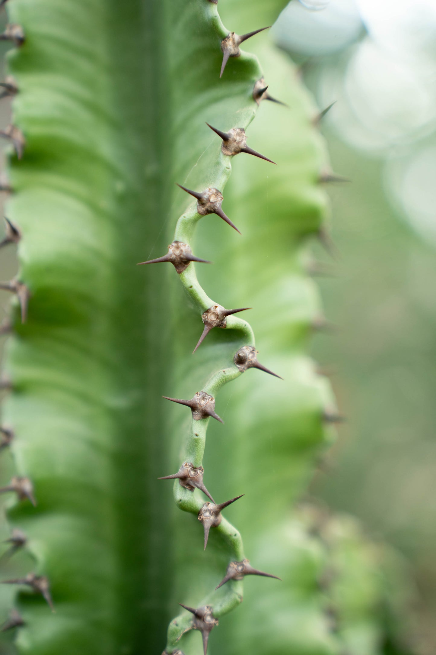 Euphorbia erythraea (Euforbia Eritrea)