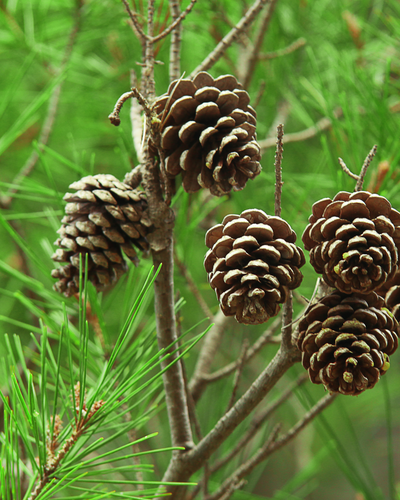 Pinus Pinea