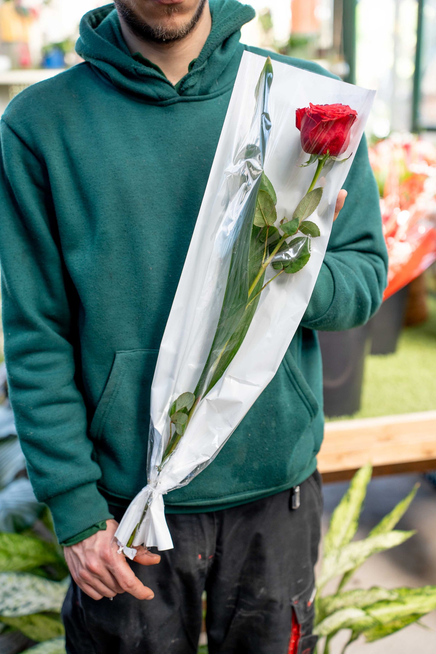 1 Rosa Romantica Rossa