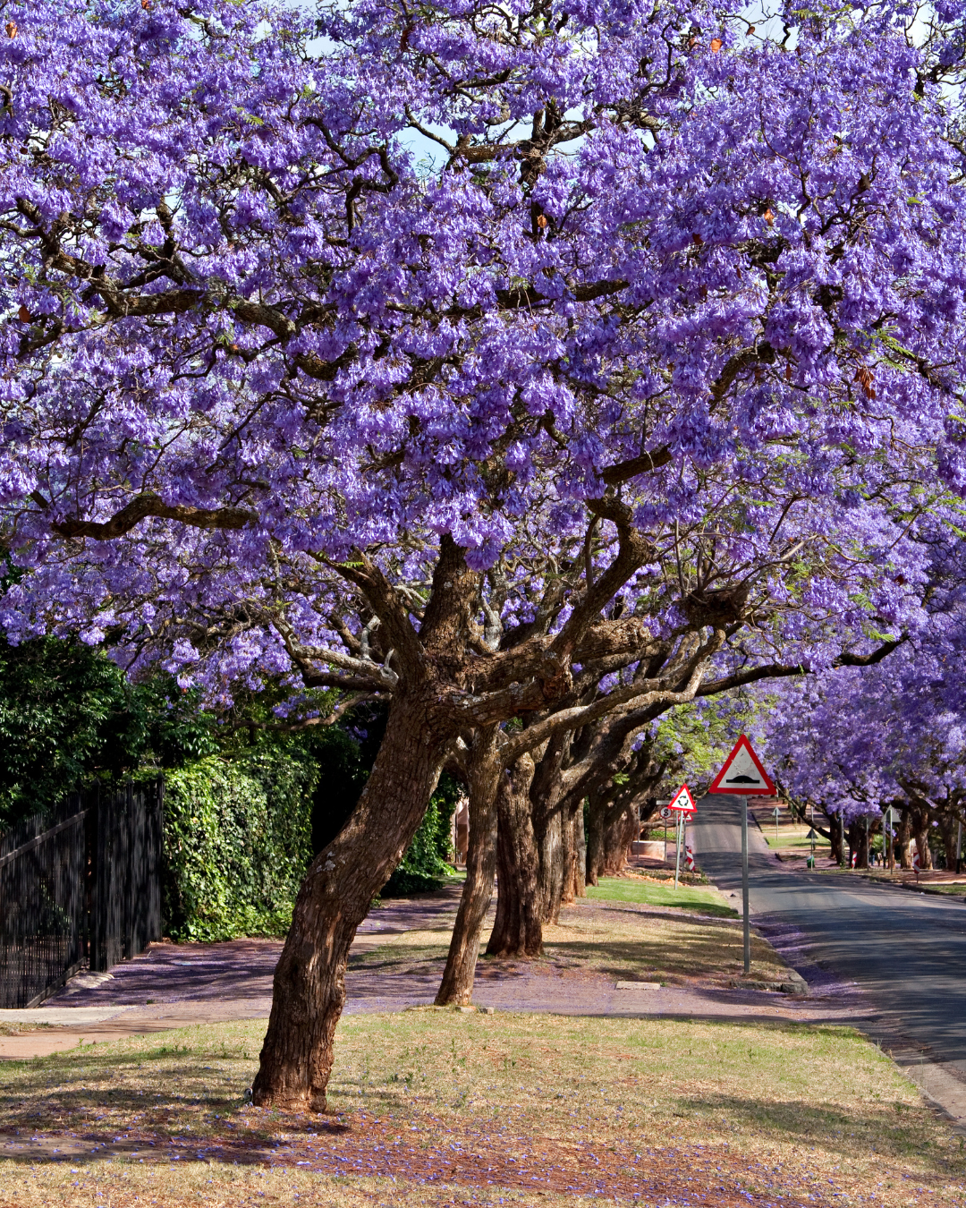 Jacaranda