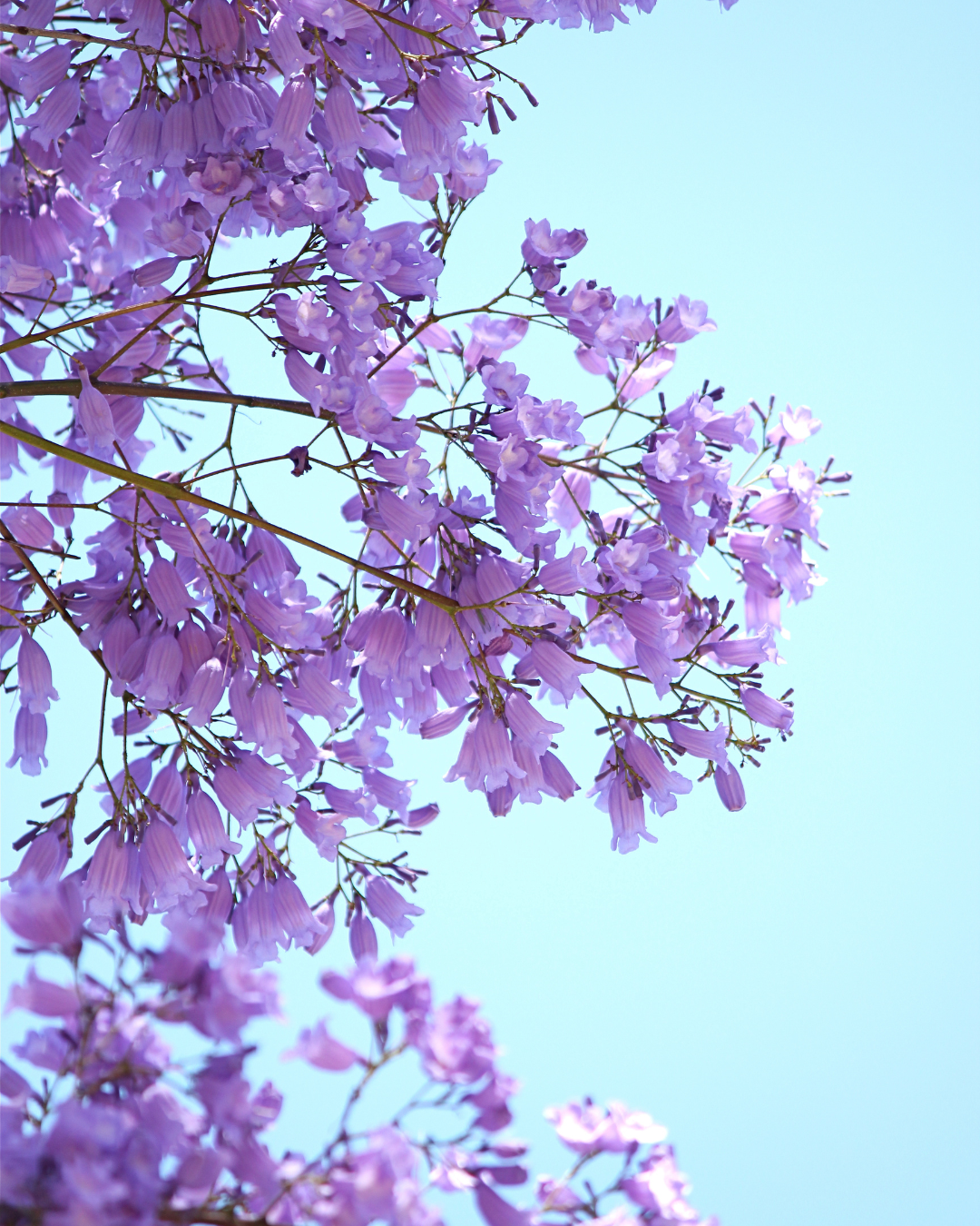 Jacaranda