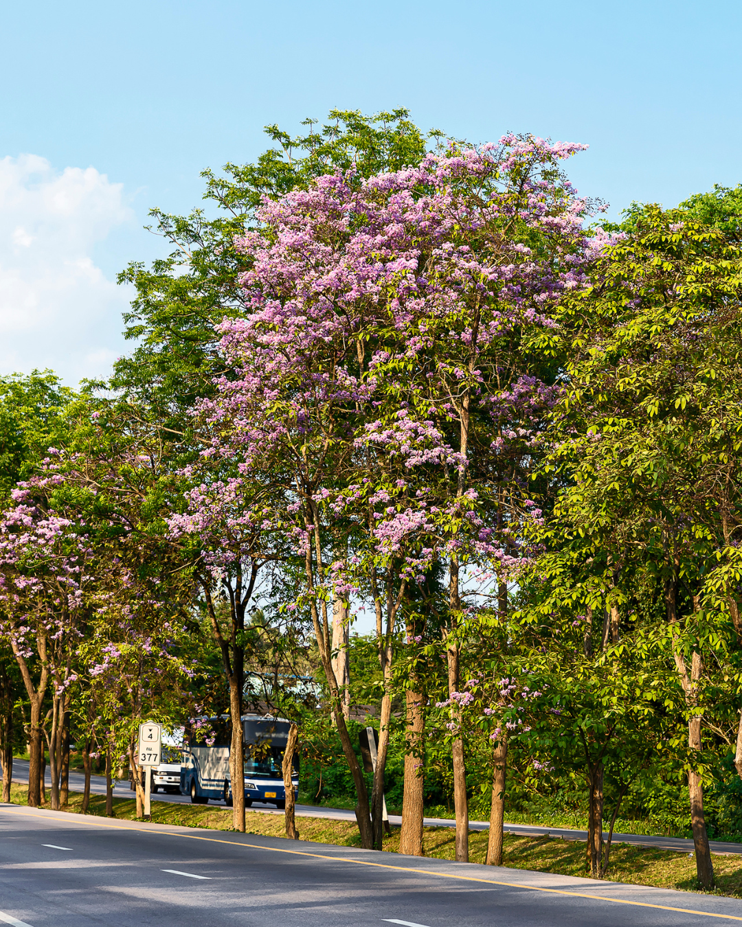 Lagerstroemia