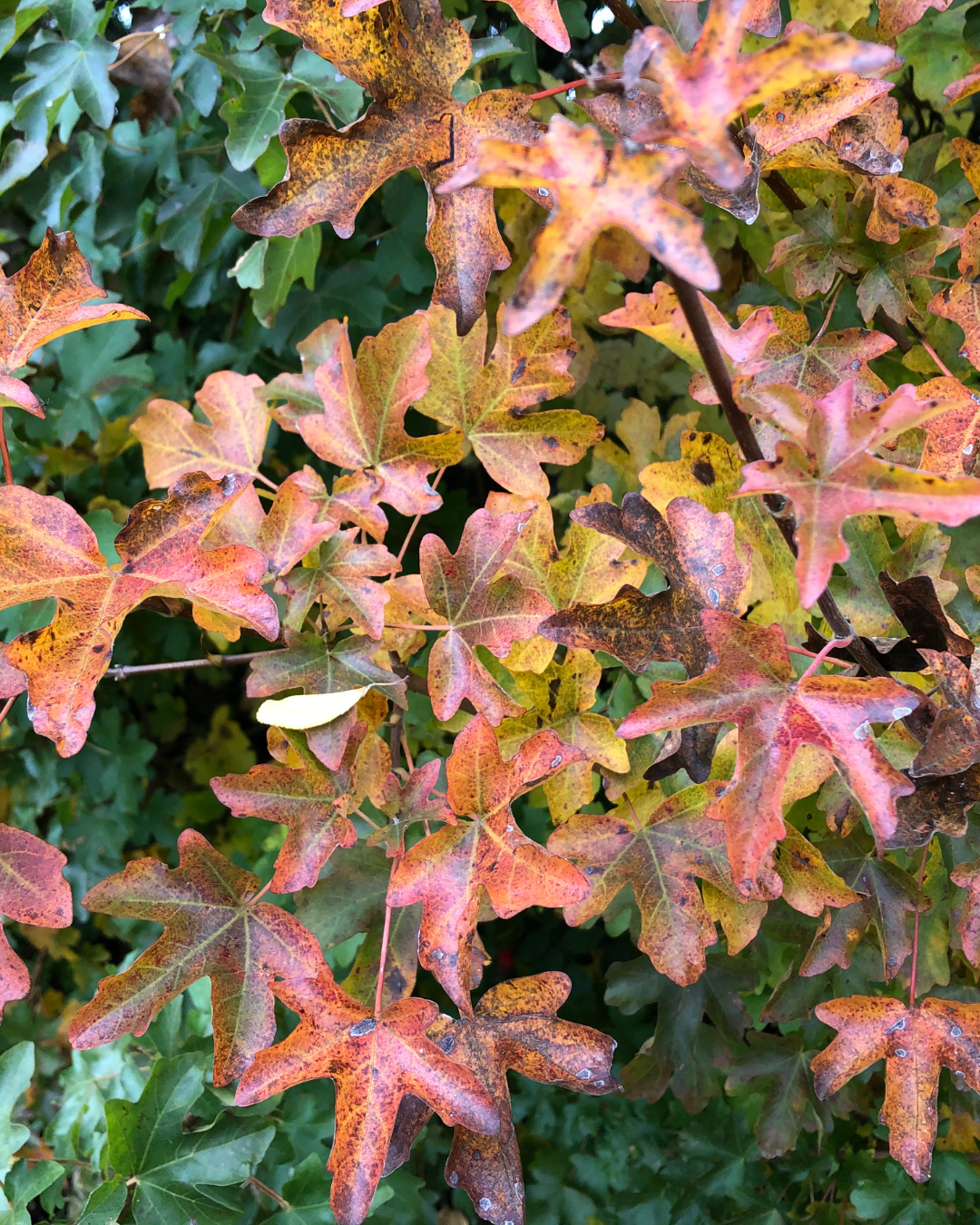 Acer Campestre