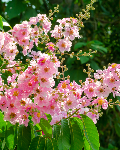 Lagerstroemia