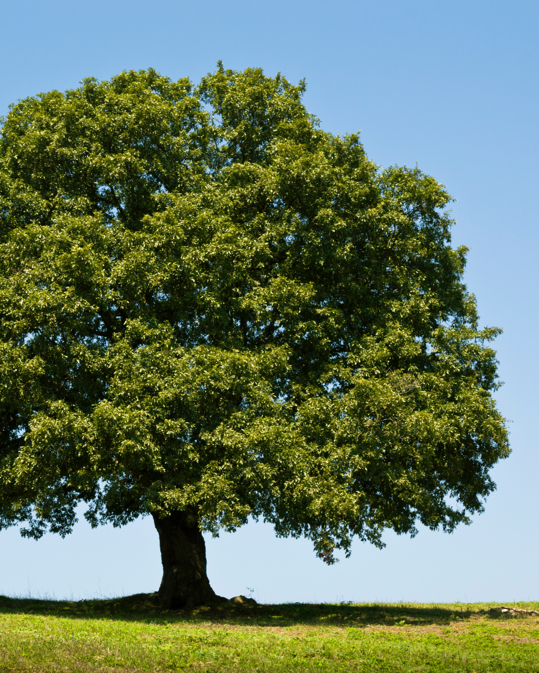 Quercia Rossa