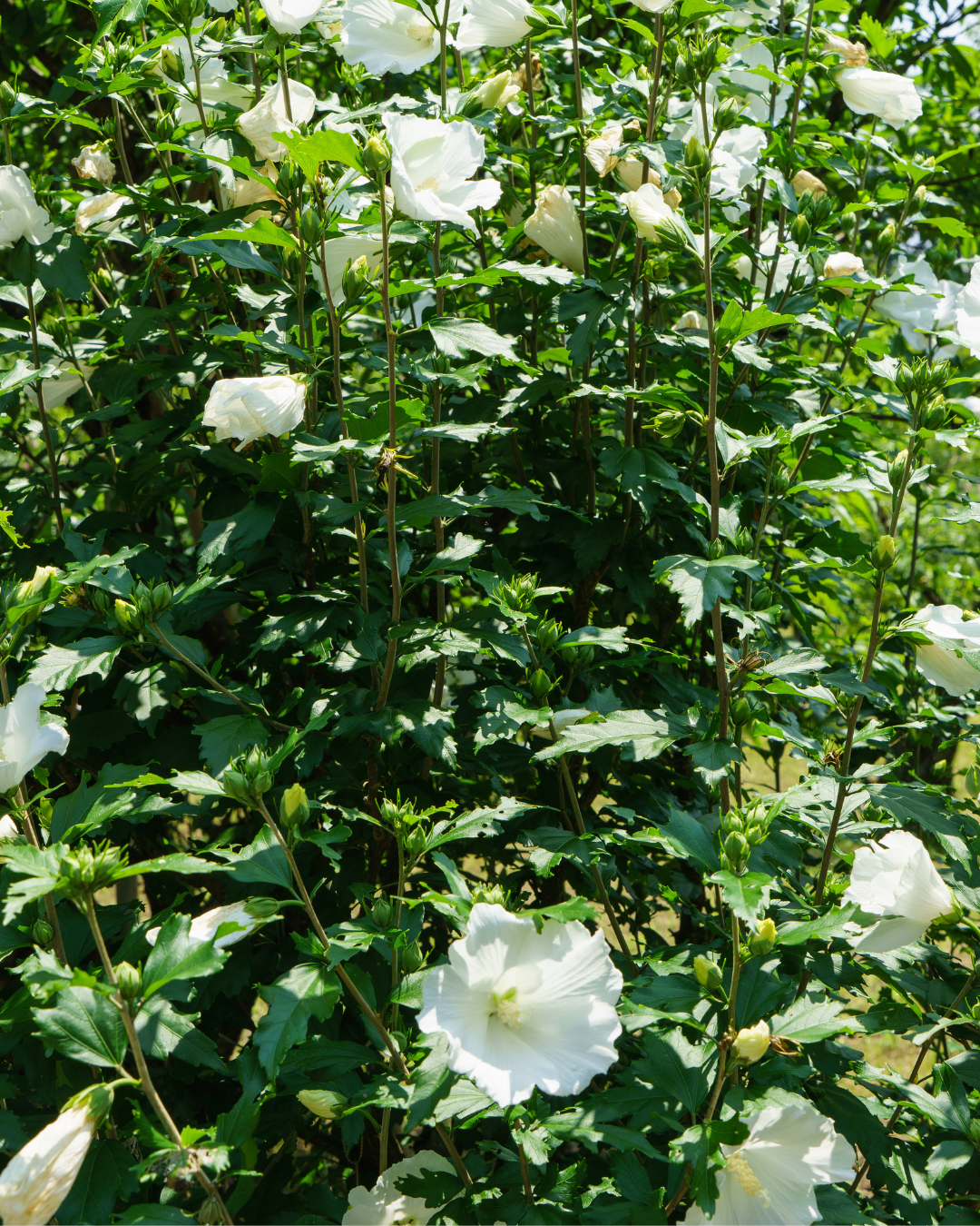 Hibiscus Syriacus