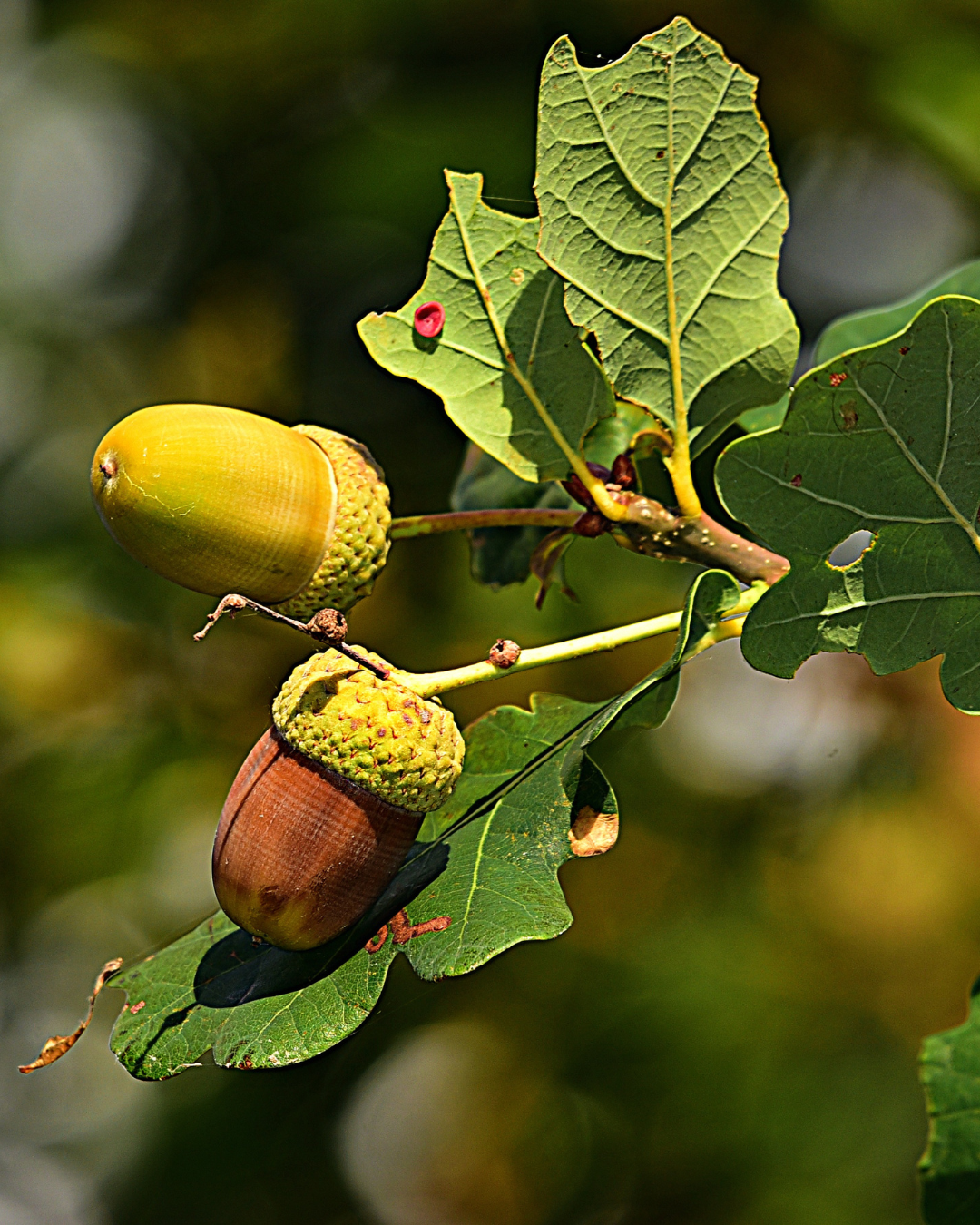 Quercia Rossa
