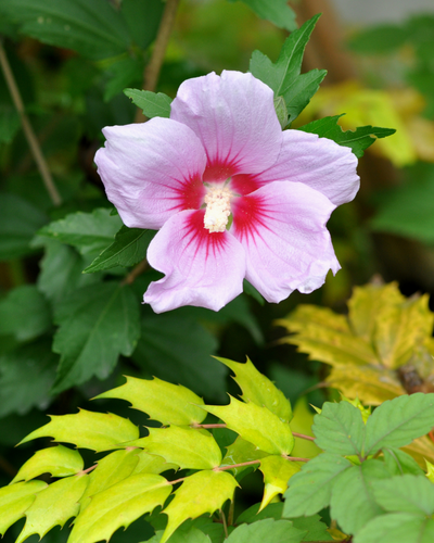 Hibiscus Syriacus