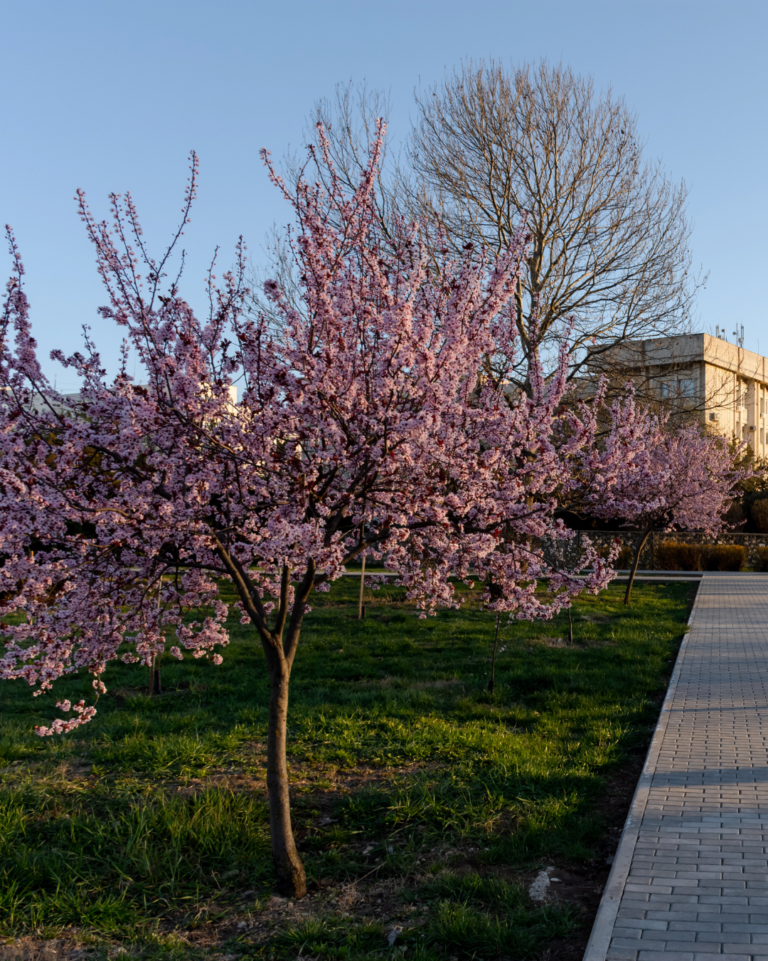 Prunus Pissardii