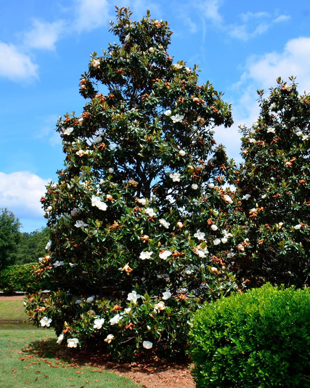 Magnolia sempreverde: come coltivare questo albero nel vostro giardino - Puoi Piantare Magnolia sempreverde: come coltivare questo albero nel vostro giardino - Puoi Piantare