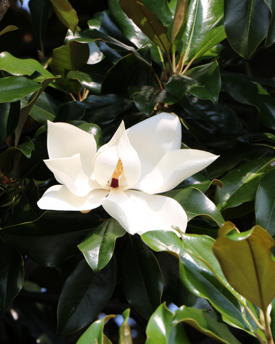 Magnolia Grandiflora