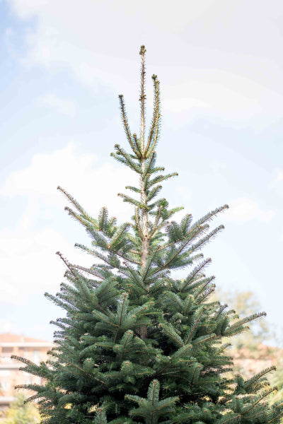 Abete Nordmanniana in vaso