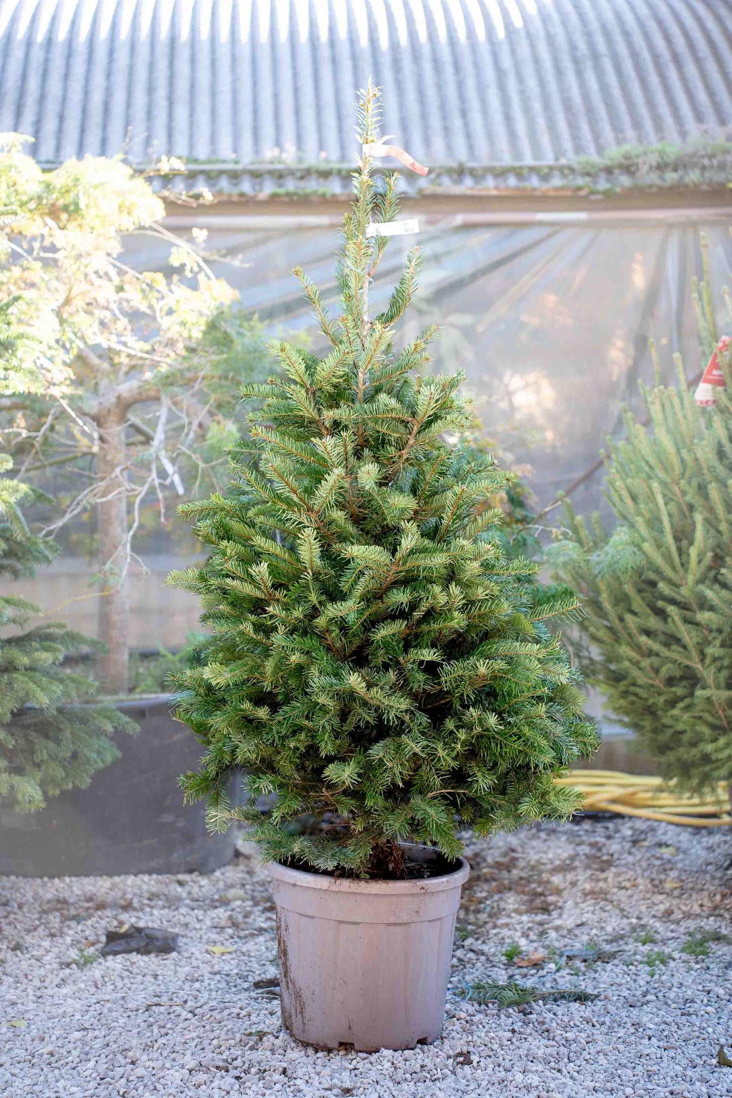 Abete Nordmanniana in Vaso