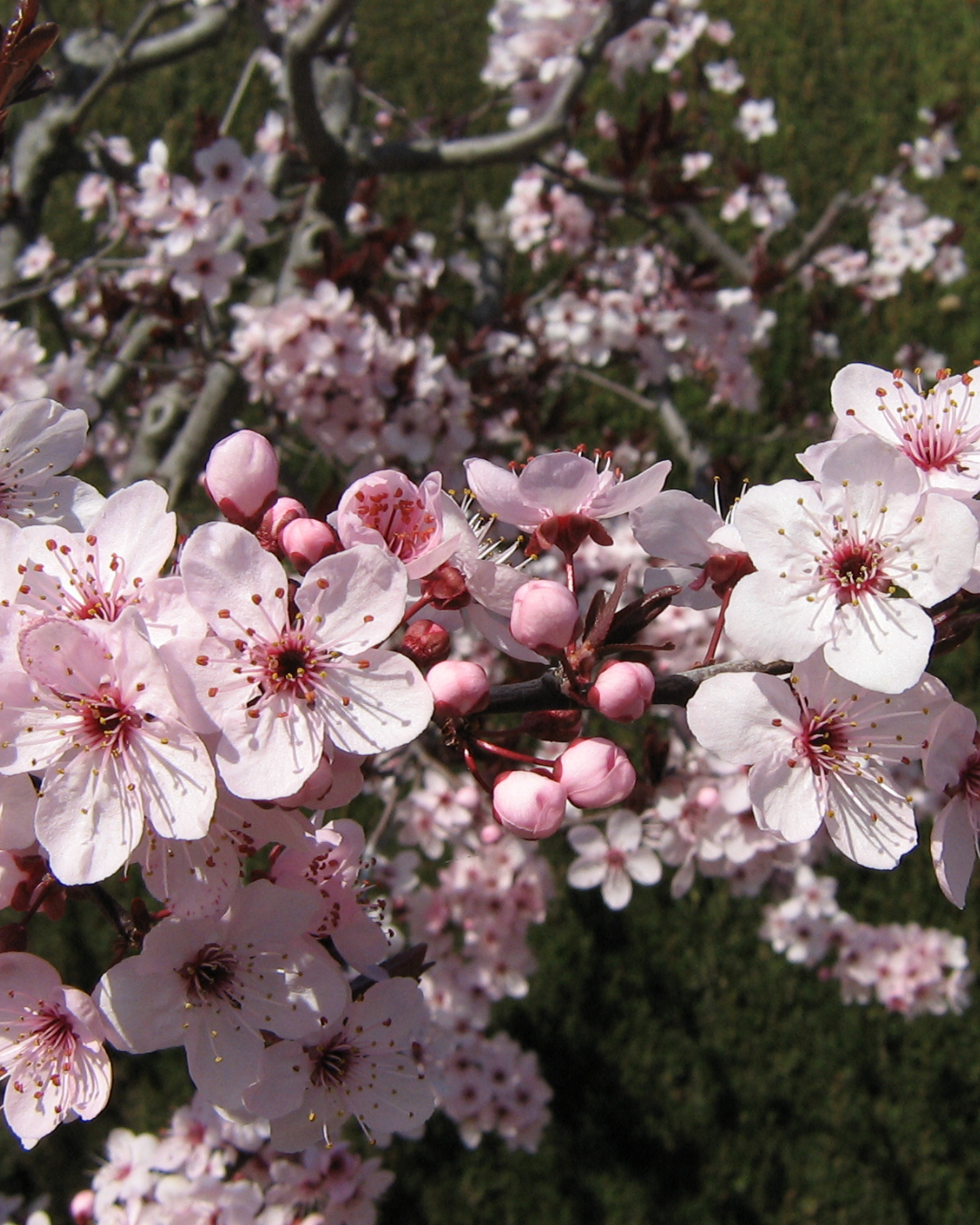 Prunus Pissardii