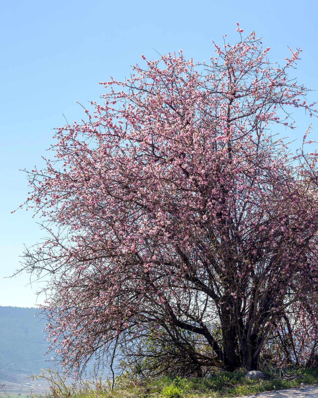 Prunus "Kanzan"