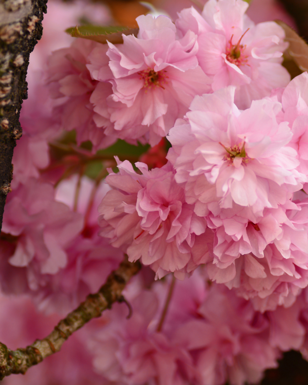 Prunus "Kanzan"