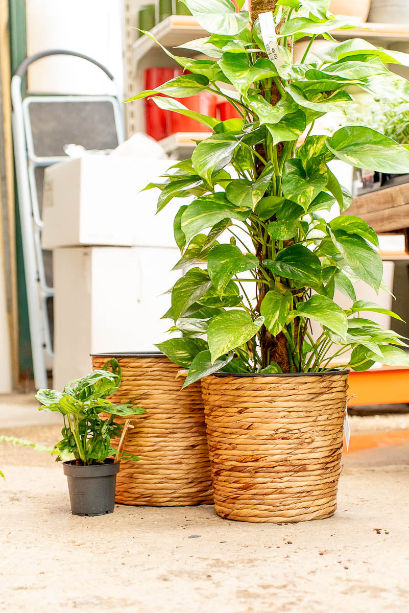 Coprivaso Scheurich 504 PLANTER