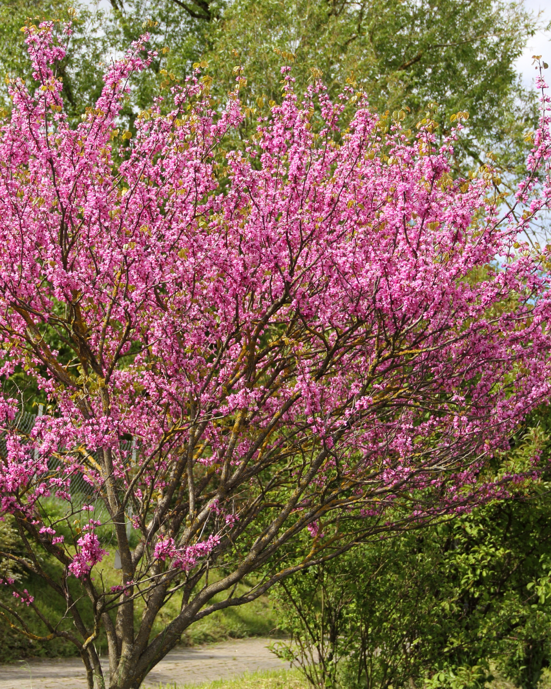 Cercis Siliquastrum