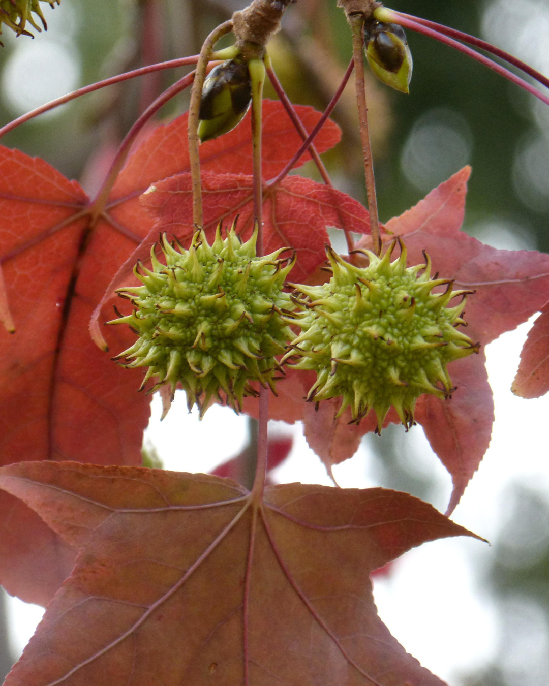 Liquidambar