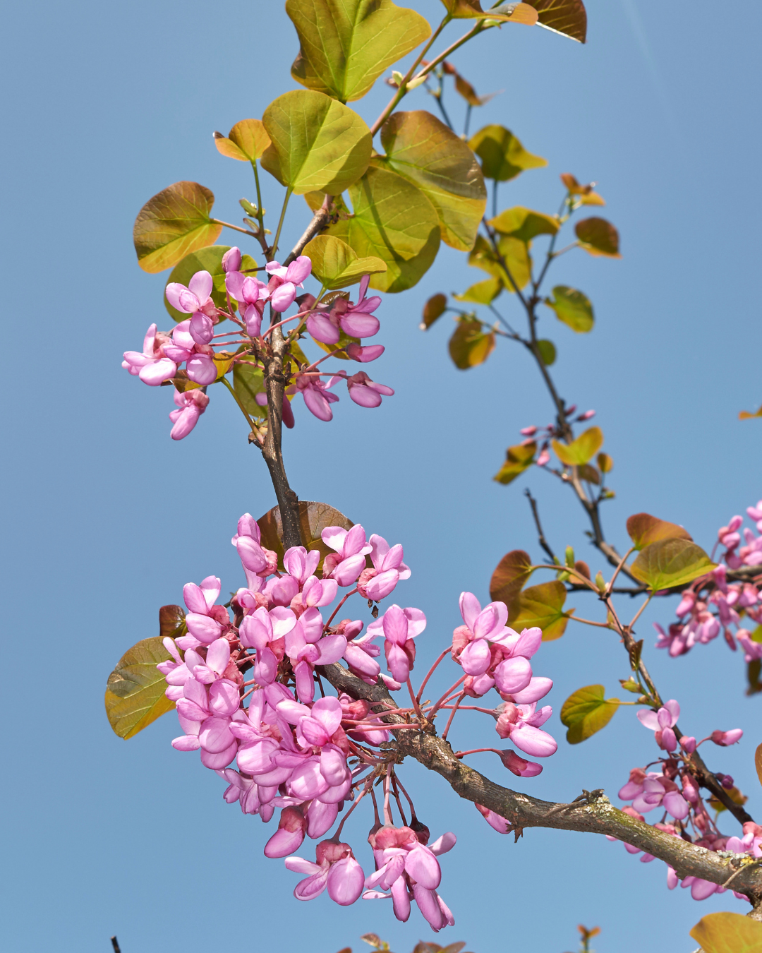 Cercis Siliquastrum