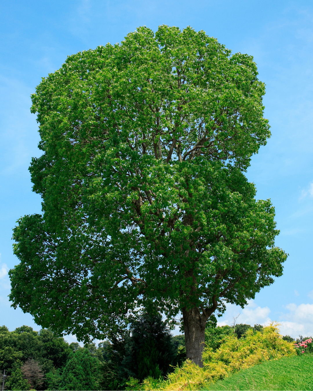Camfora (Canfora)