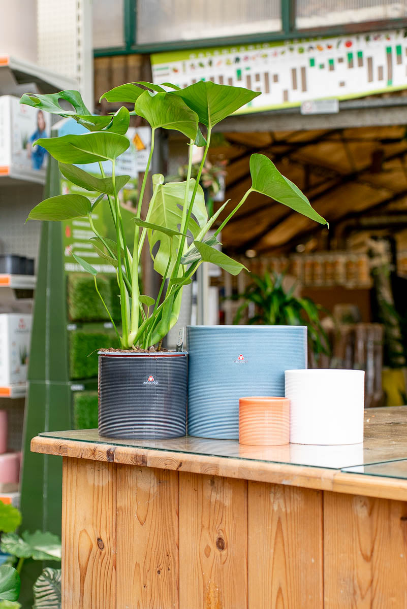 Coprivaso Scheurich 828 COVER-POT