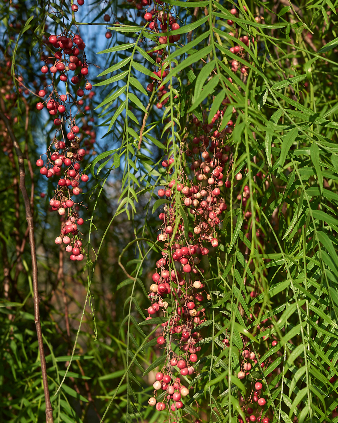 Schinus Molle