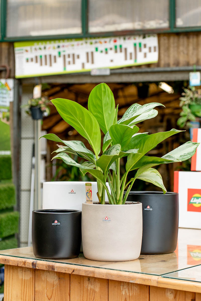 Coprivaso Scheurich 900 COVER-POT