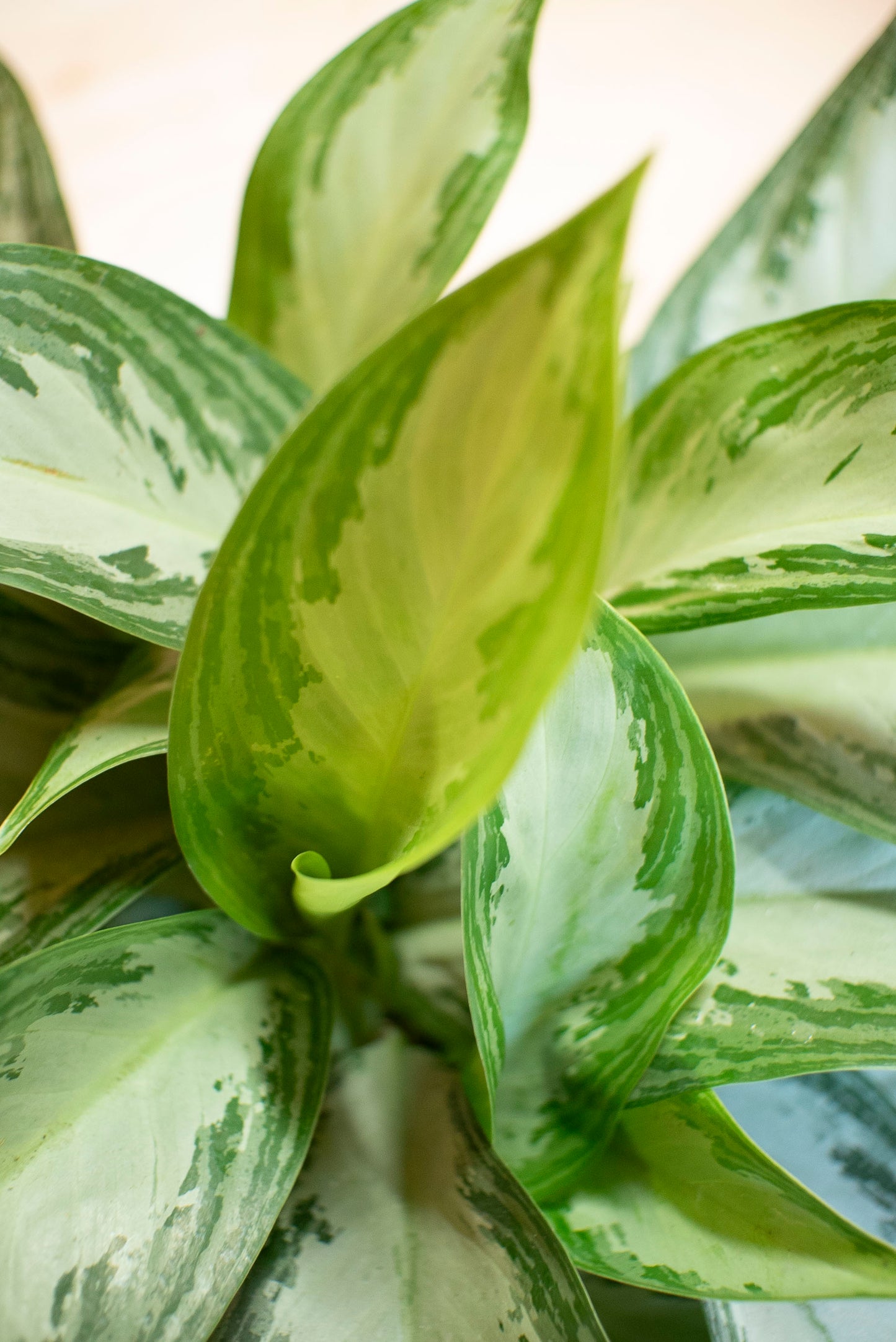Aglaonema Silverbay