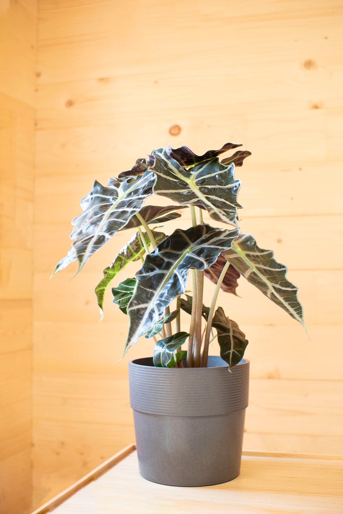 Alocasia Polly