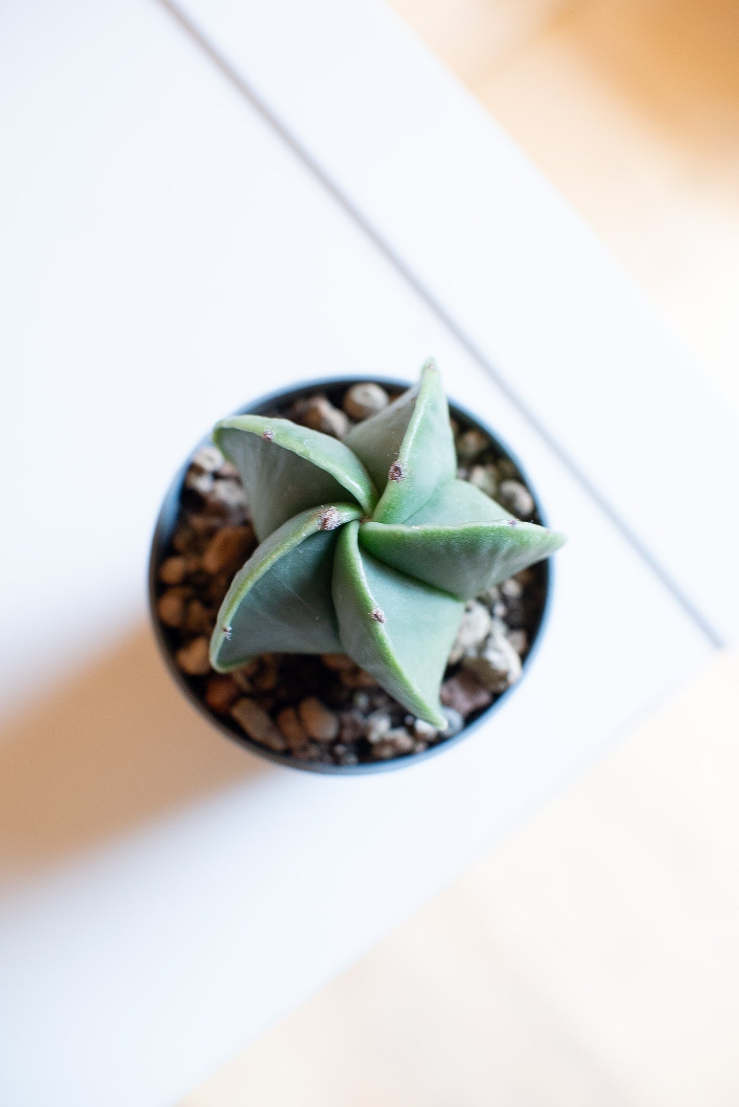 Astrophytum myriostigma