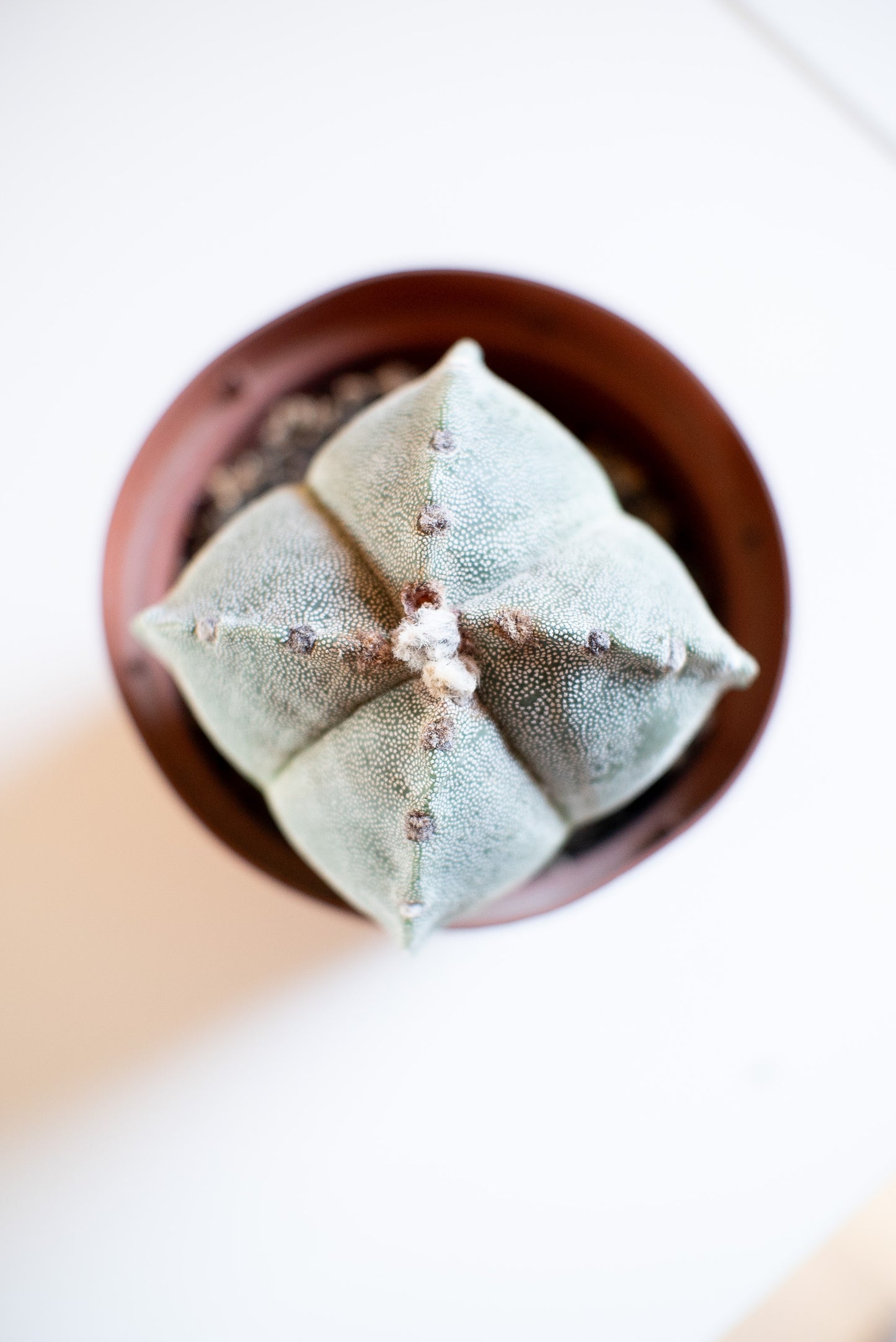 Astrophytum myriostigma