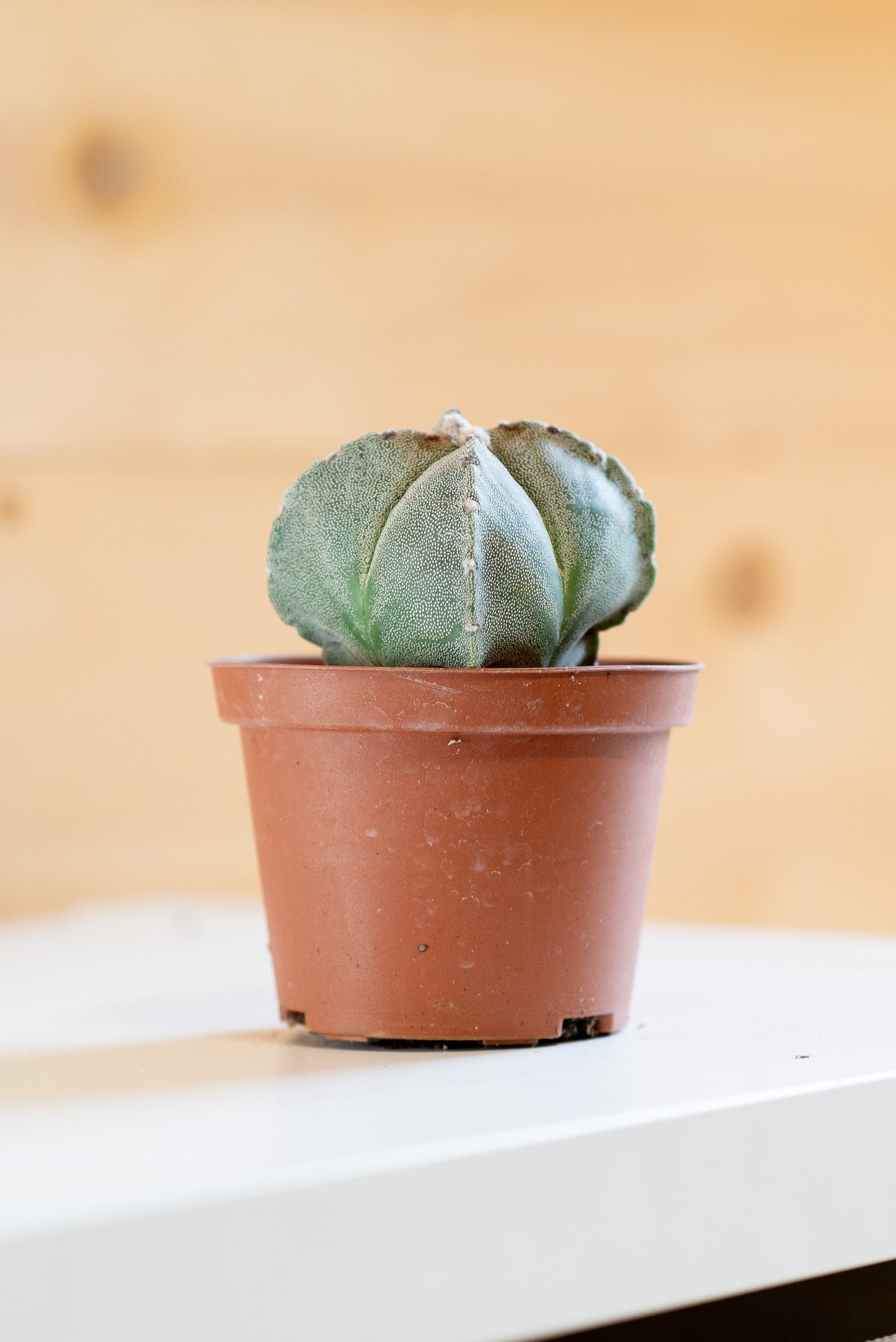 Astrophytum myriostigma