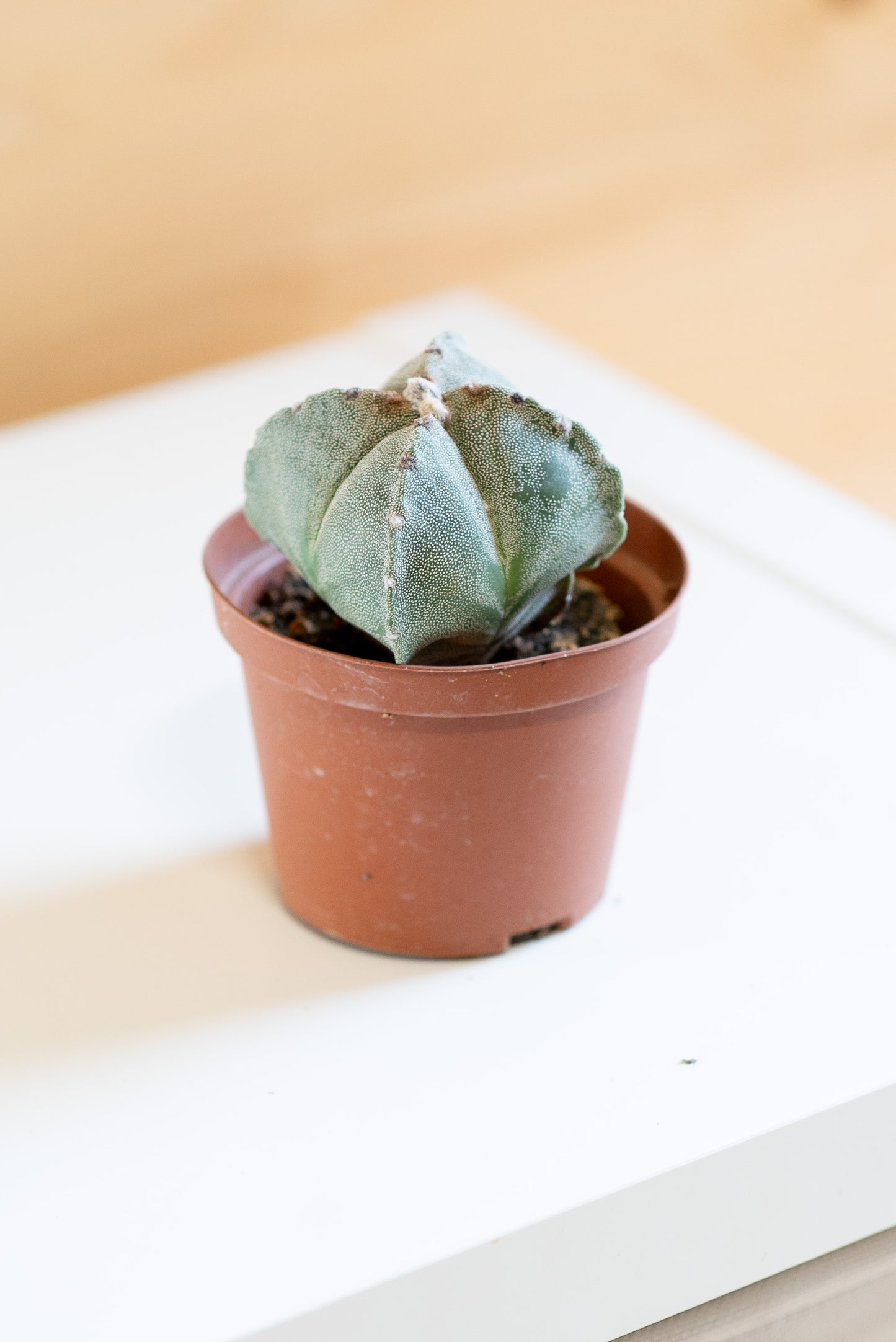 Astrophytum myriostigma