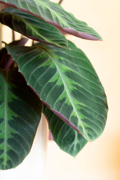 Calathea Warscewiczii