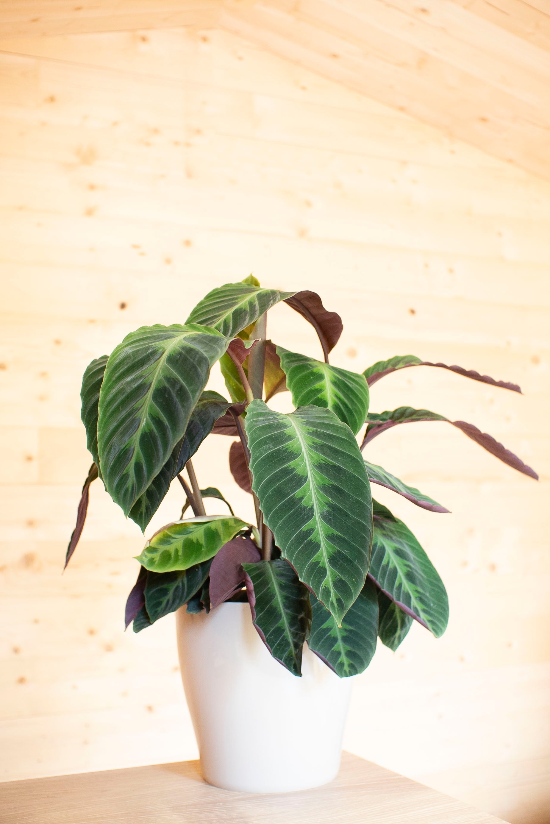 Calathea Warscewiczii