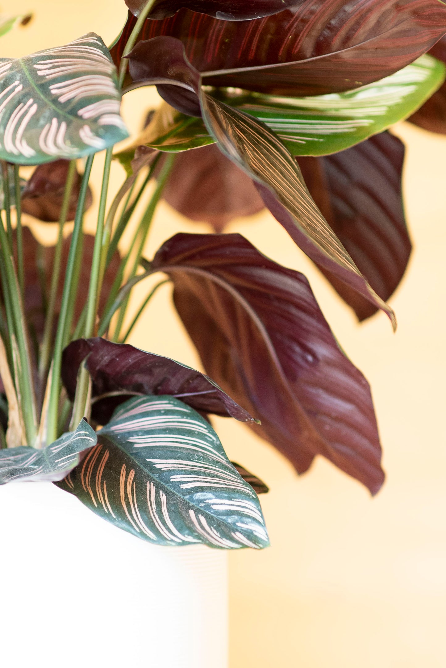 Calathea Sanderiana