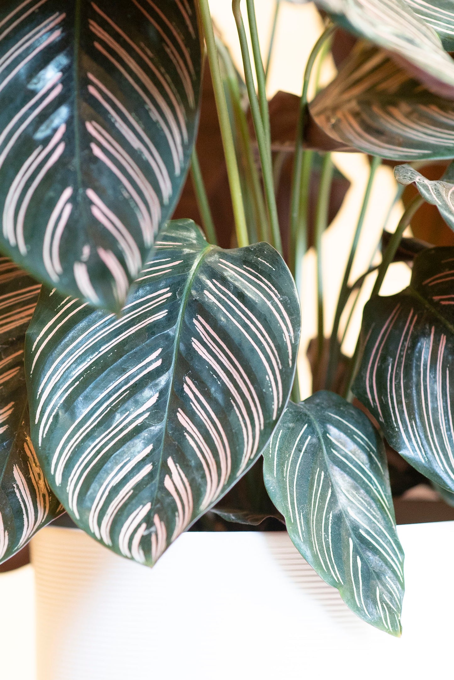 Calathea Sanderiana