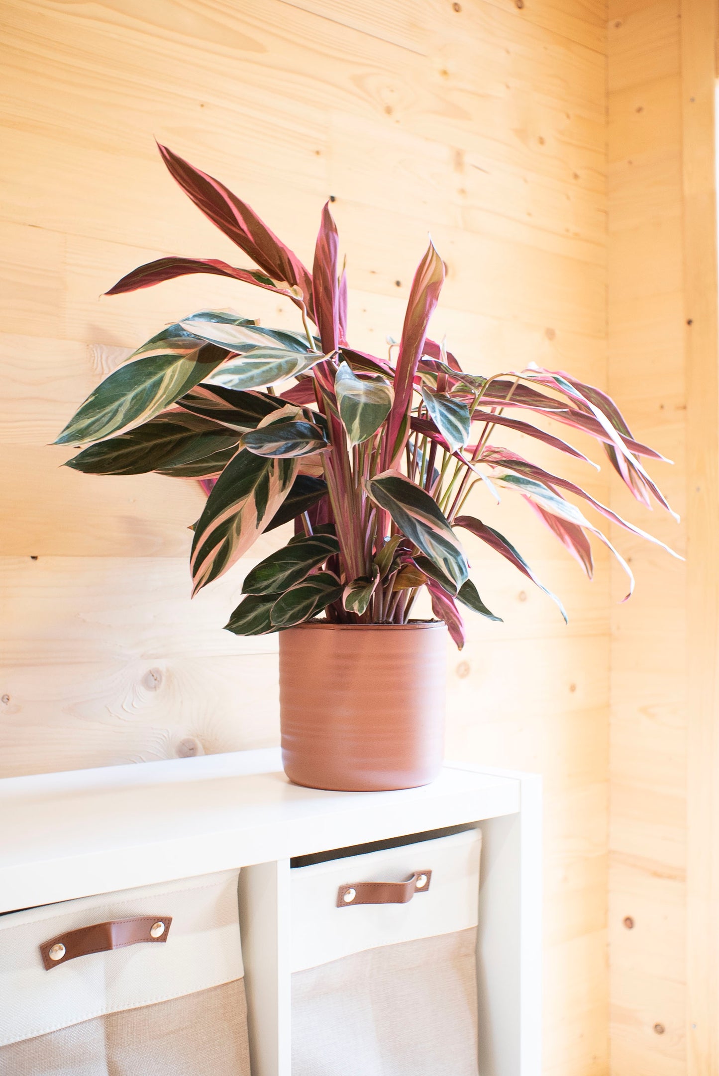 Stromanthe Calathea Triostar