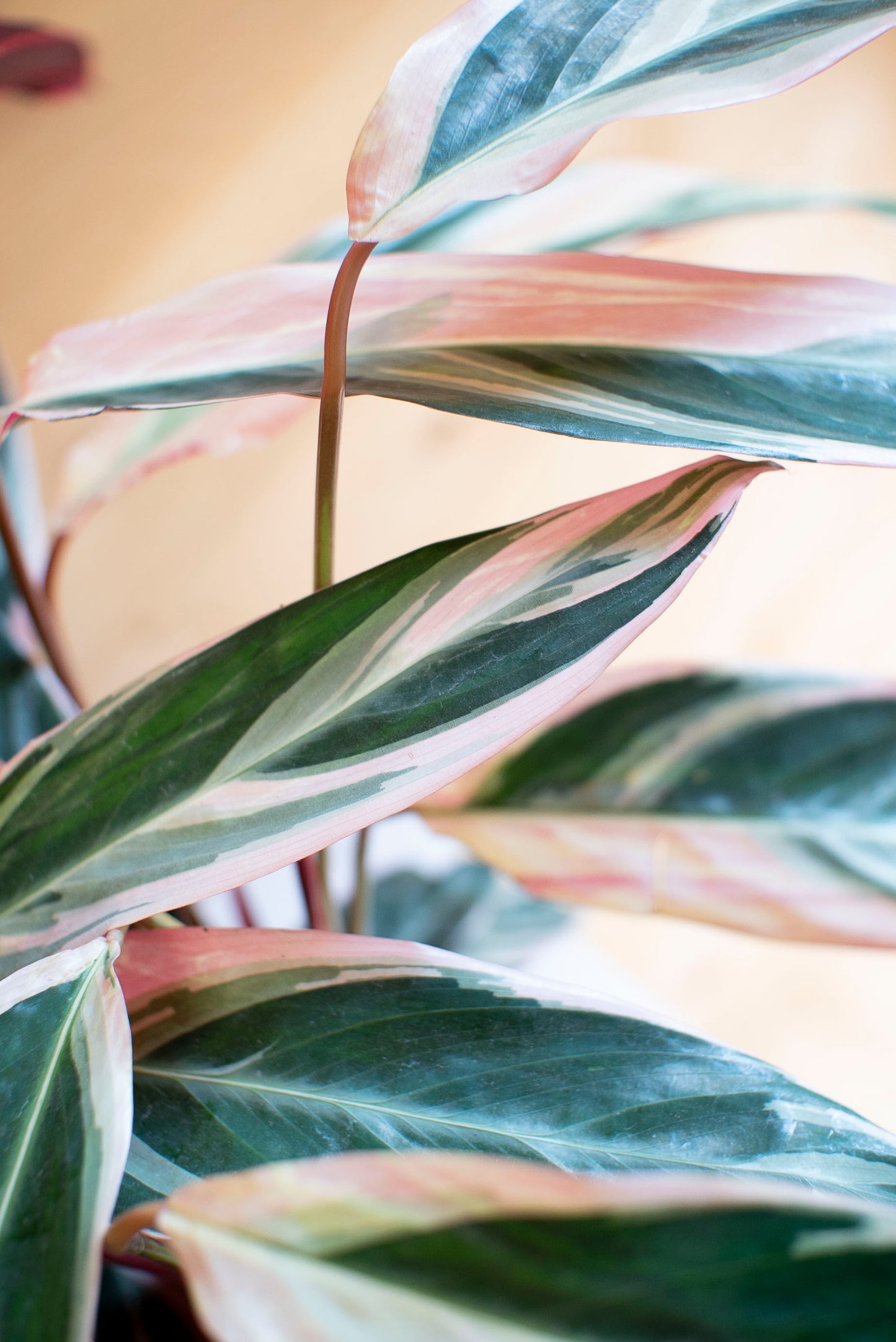 Stromanthe Calathea Triostar