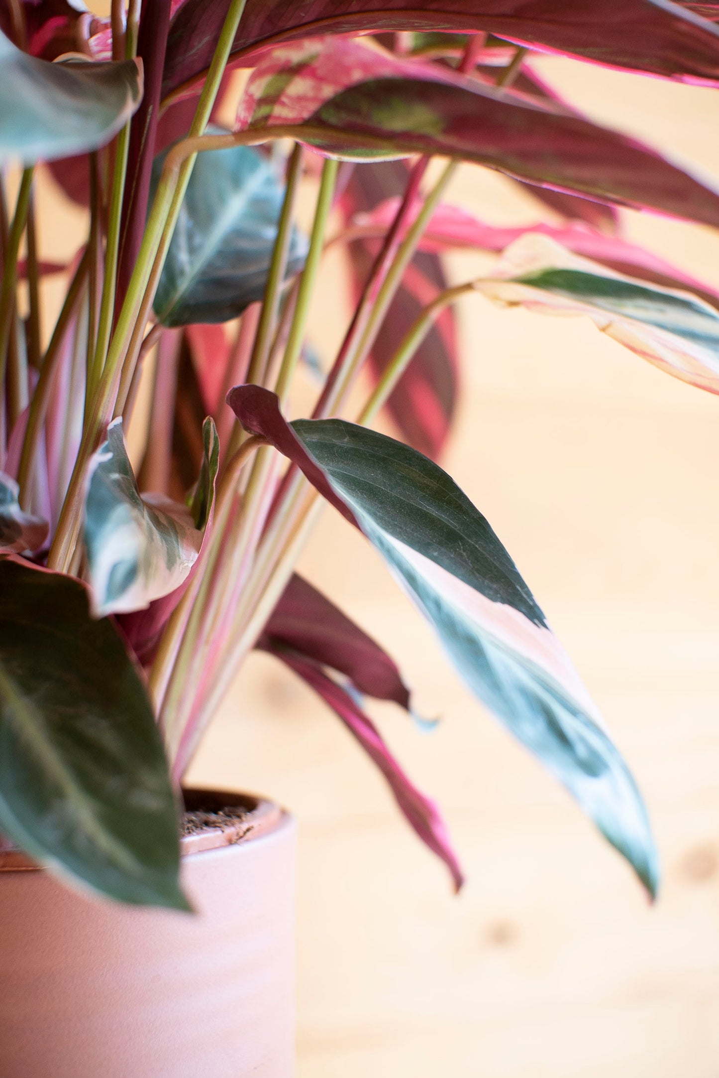 Stromanthe Calathea Triostar