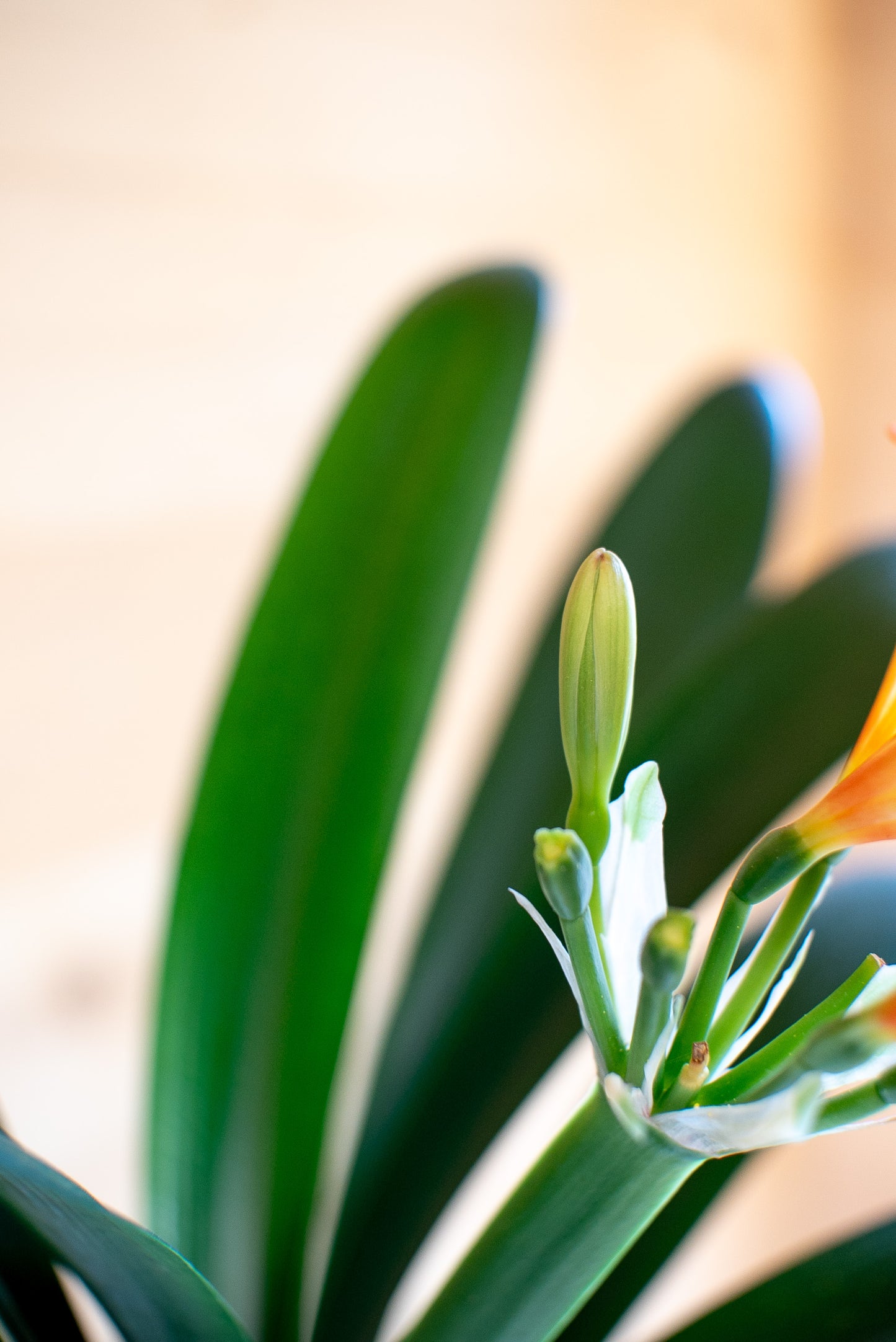 Clivia