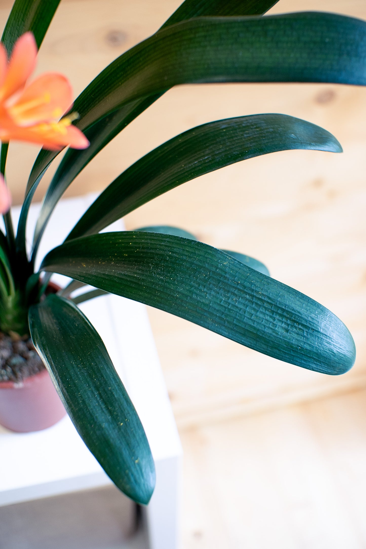 Clivia